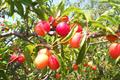 SOUTH AFRICAN WILD PLUM ، wildepruim  ، Mothekele 